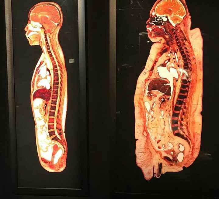 рис